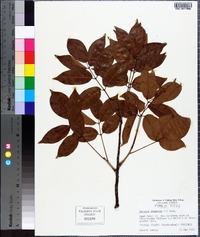 Bursera simaruba image