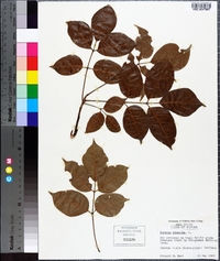 Bursera simaruba image