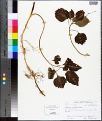 Pachysandra procumbens image