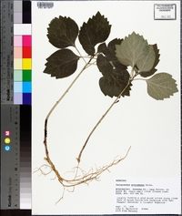 Pachysandra procumbens image