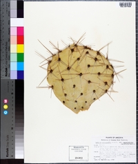 Opuntia superbospina image