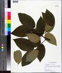 Calycanthus floridus image