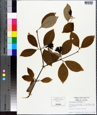 Calycanthus floridus image