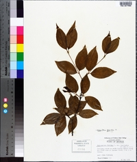 Calycanthus floridus image