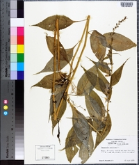 Campanulastrum americanum image