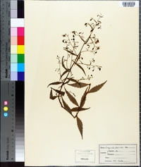 Campanula divaricata image