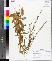 Lobelia appendiculata image