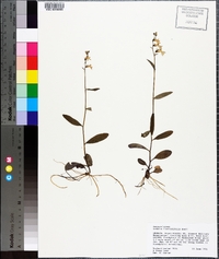 Lobelia flaccidifolia image