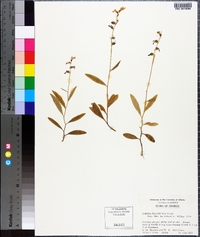 Lobelia flaccidifolia image