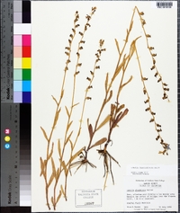 Lobelia flaccidifolia image