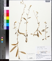 Lobelia flaccidifolia image