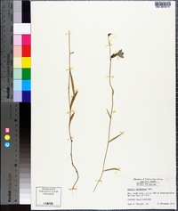 Lobelia glandulosa image