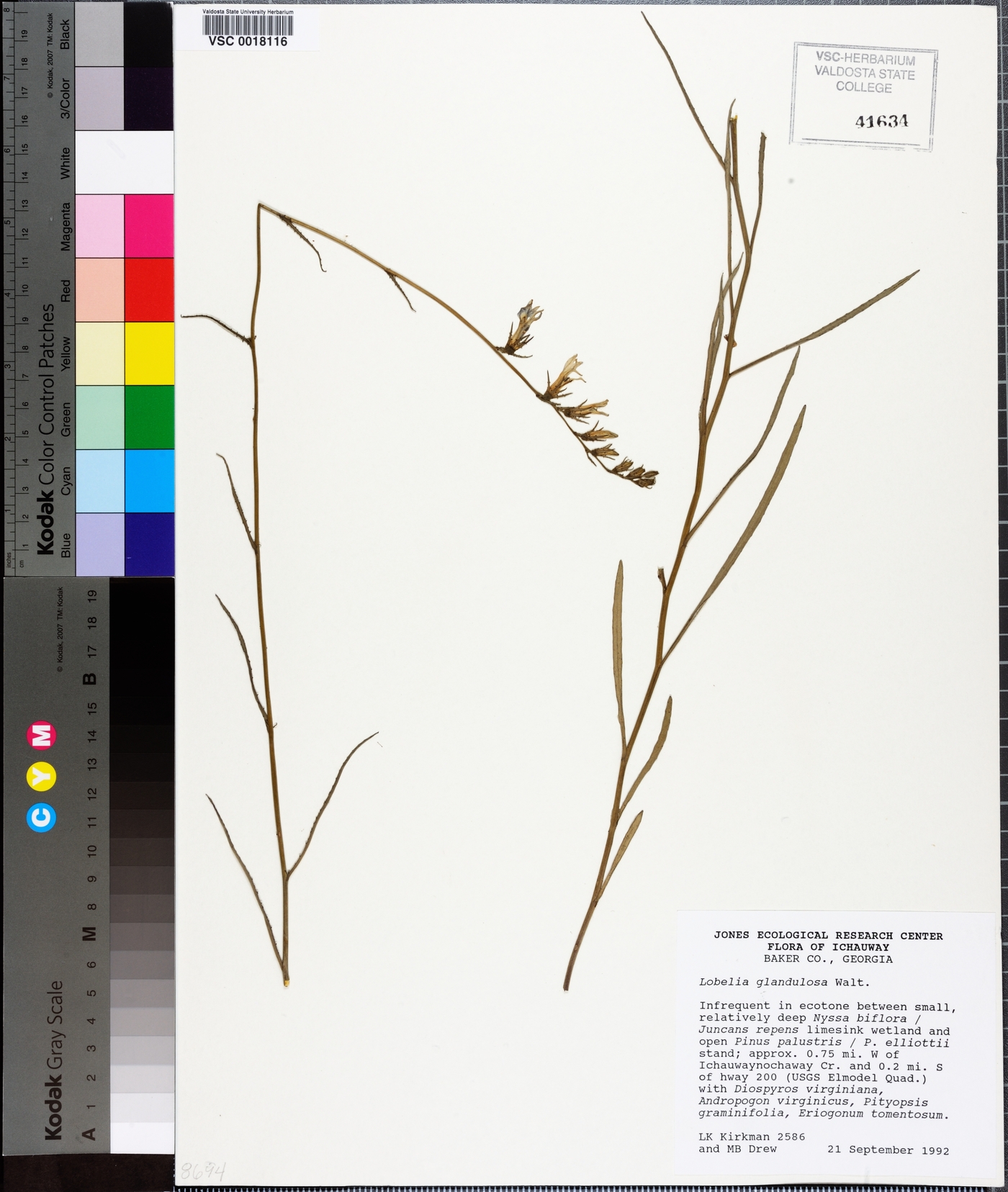 Lobelia glandulosa image