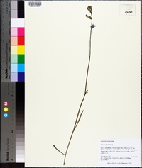 Lobelia glandulosa image