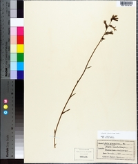 Lobelia glandulosa image