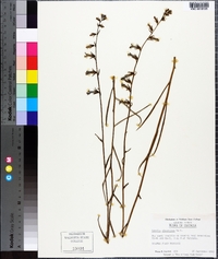 Lobelia glandulosa image