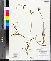 Lobelia glandulosa image