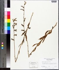 Lobelia glandulosa image