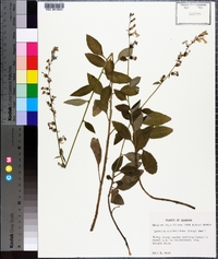 Lobelia georgiana image