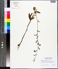 Lobelia georgiana image