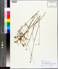 Wahlenbergia marginata image