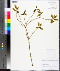 Lonicera canadensis image