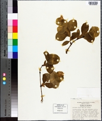 Lonicera flava image