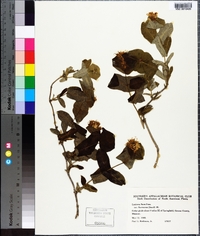 Lonicera flava image