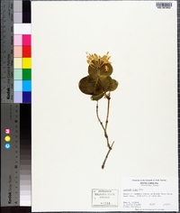 Lonicera flava image