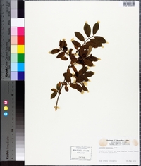 Lonicera morrowii image