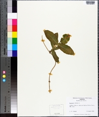 Lonicera dioica image