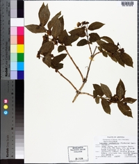 Lonicera involucrata image