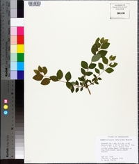 Symphoricarpos orbiculatus image