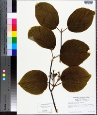 Viburnum lantanoides image