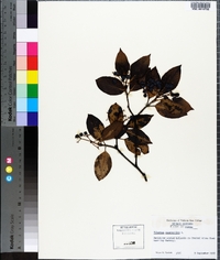 Viburnum cassinoides image