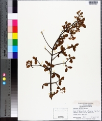 Viburnum obovatum image