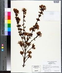 Viburnum obovatum image