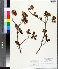 Viburnum obovatum image