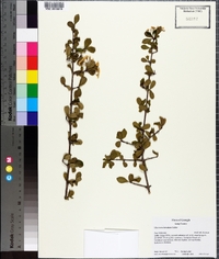 Viburnum obovatum image