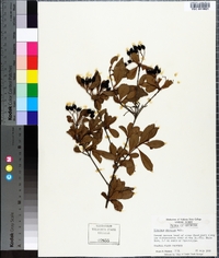 Viburnum obovatum image