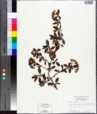 Viburnum obovatum image