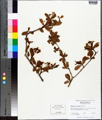 Viburnum obovatum image