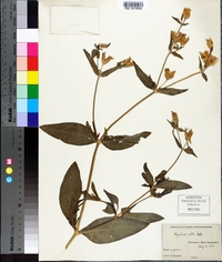 Silene latifolia image