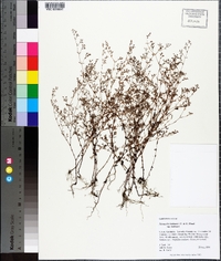 Paronychia baldwinii subsp. baldwinii image