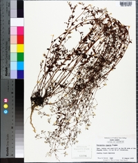 Paronychia baldwinii subsp. riparia image