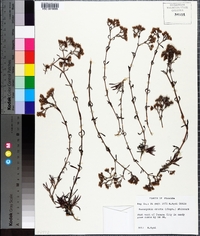 Paronychia erecta image