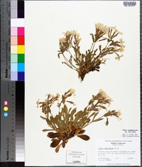 Silene caroliniana image