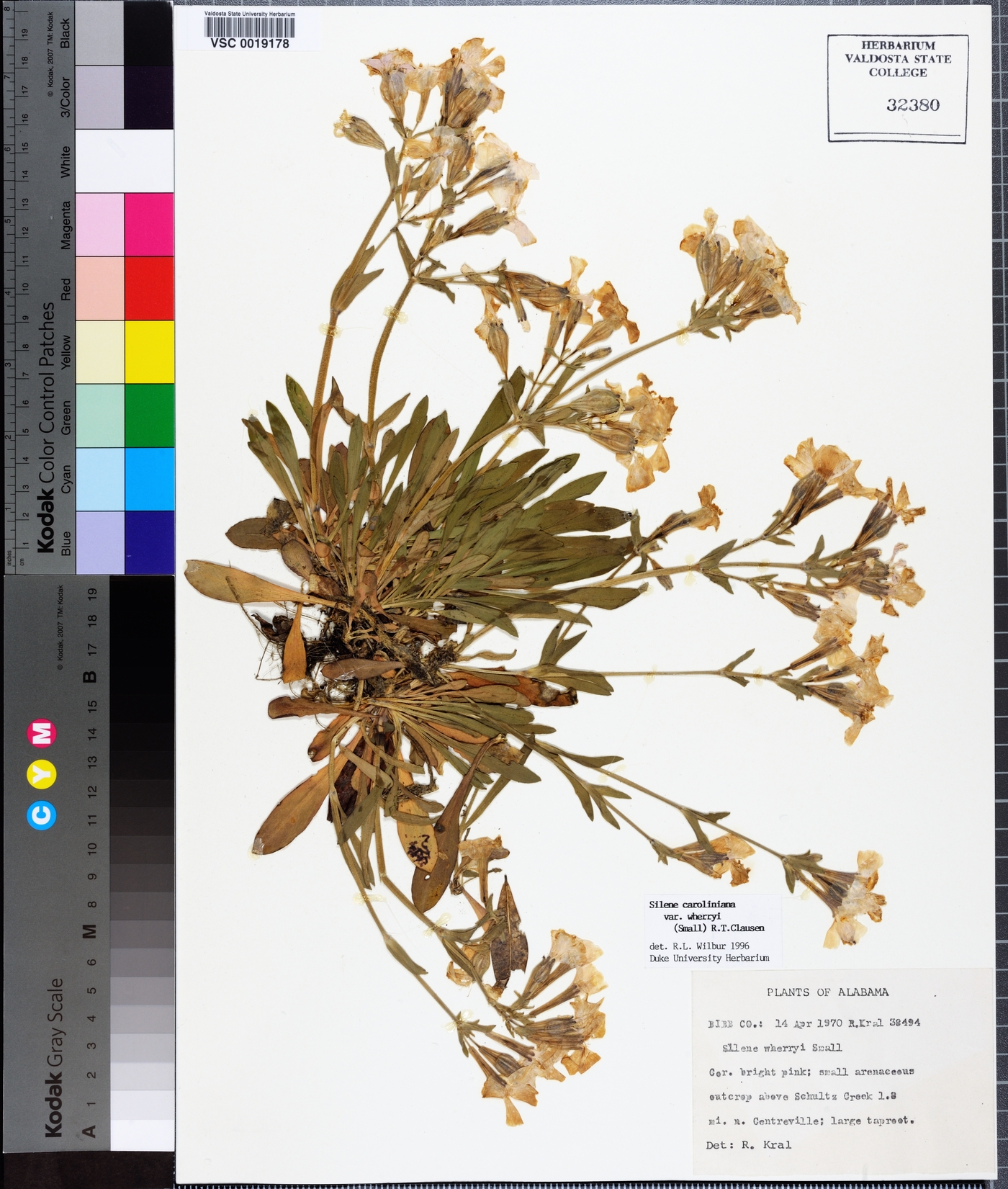 Silene caroliniana subsp. wherryi image