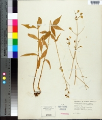 Silene stellata image