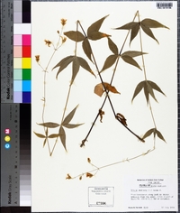 Silene stellata image